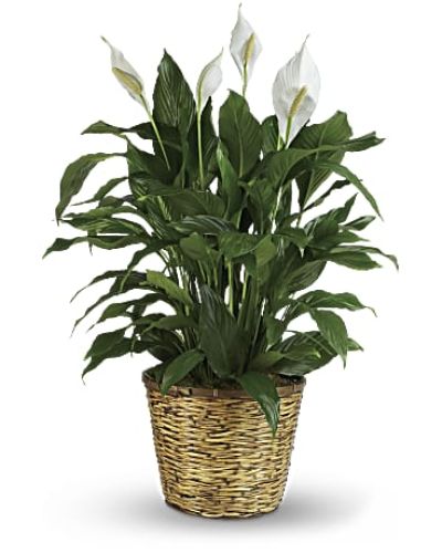 <p>Bring tranquility and natural beauty into any space with the Peace Lily, a timeless plant that symbolizes calm, renewal, and peaceful energy. With its glossy green leaves and graceful white blooms, this elegant spathiphyllum makes a thoughtful gift for nearly any occasion.</p>
<p>Known for its air-purifying qualities and easy care, the Peace Lily is as practical as it is beautiful. This medium-sized variety comes presented in a charming 8-inch woven wicker basket, adding a warm, natural touch that fits seamlessly into any home or office.</p>
<p>Perfect for sympathy gestures, housewarmings, thank-you gifts, or simply to brighten someone’s day, the Peace Lily offers lasting comfort and beauty. Its quiet presence and gentle form make it a cherished addition to any indoor setting.</p>
<p>Each plant is hand-delivered by expert florists with care and attention to health and presentation. Same-day delivery is available throughout local areas, ensuring your gift arrives fresh, healthy, and ready to bring lasting joy.</p>
<p>Want to personalize your delivery? Add a thoughtful message during checkout to share your love, support, or congratulations. With the Peace Lily, you are sending more than a plant—you are sending a meaningful symbol of life and care.</p>